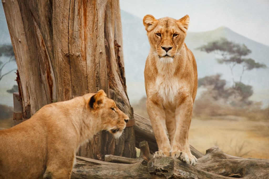 Lion sauvage, symbole du sang de lion qui anime Kraven le Chasseur