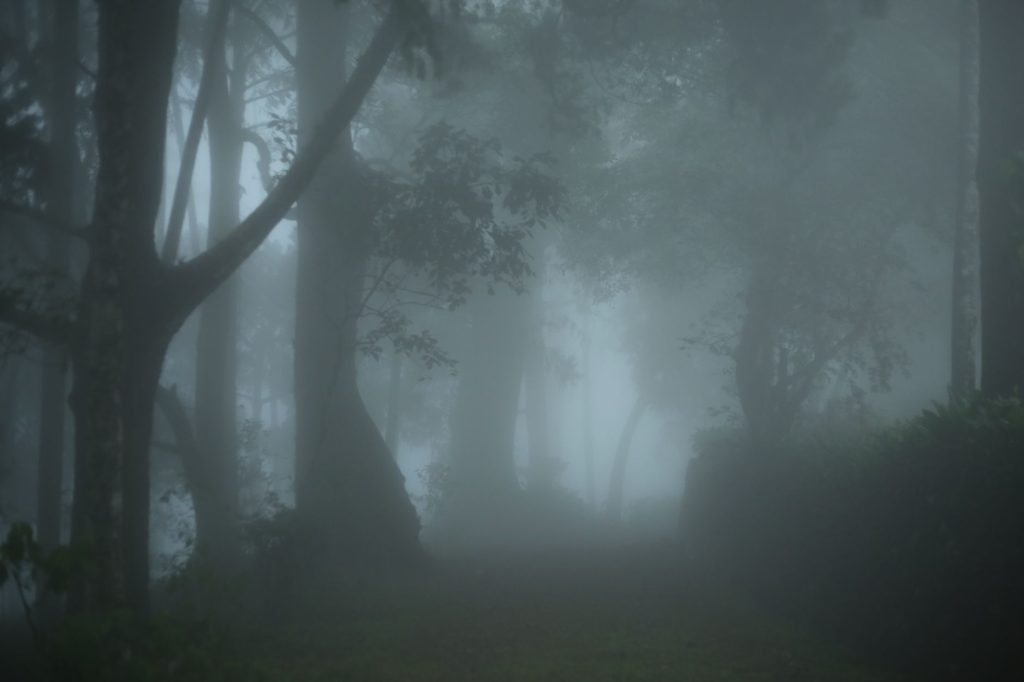Foret sombre et brumeuse evoquant l ambiance de chasse de Kraven