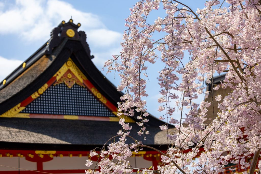 Temple japonais entouré de cerisiers en fleurs
