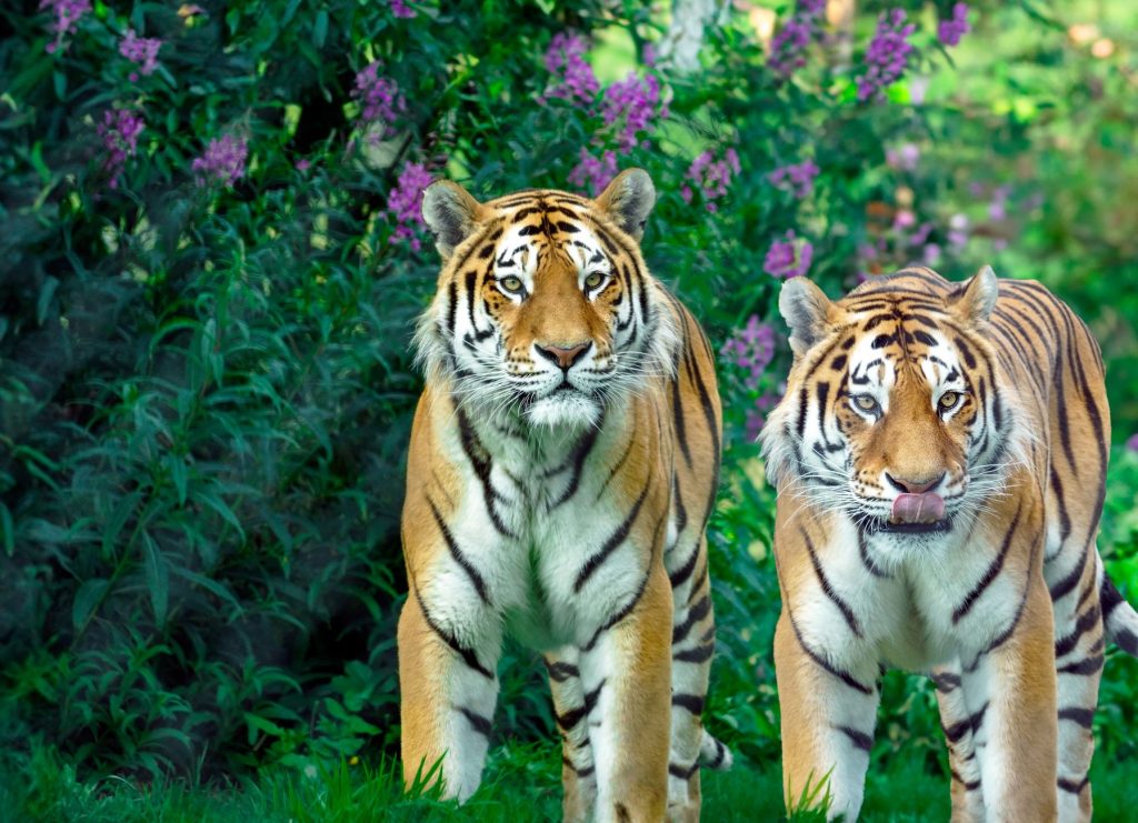 Tigre evoluant dans la jungle, en echo au tigre blanc legendaire de Booloo