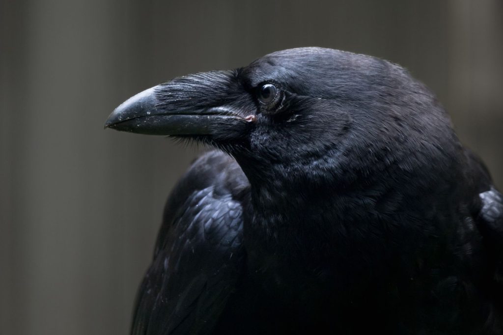 Oiseau noir perche, ambiance gothique evoquant la mort et les shinigami