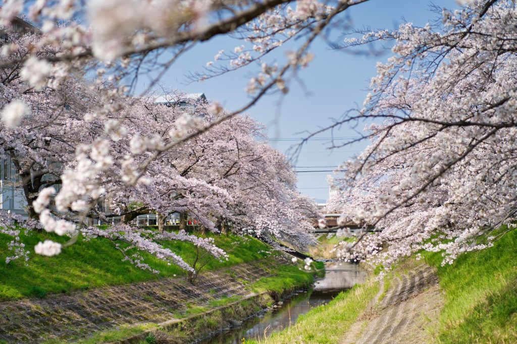 Cerisier en fleur, symbole de la culture japonaise de Demon Slayer