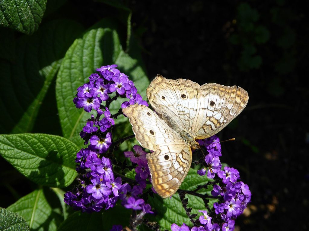 Un papillon violé, emblème de Shinobu Kocho, le Pilier de l’Insecte de Demon Slayer
