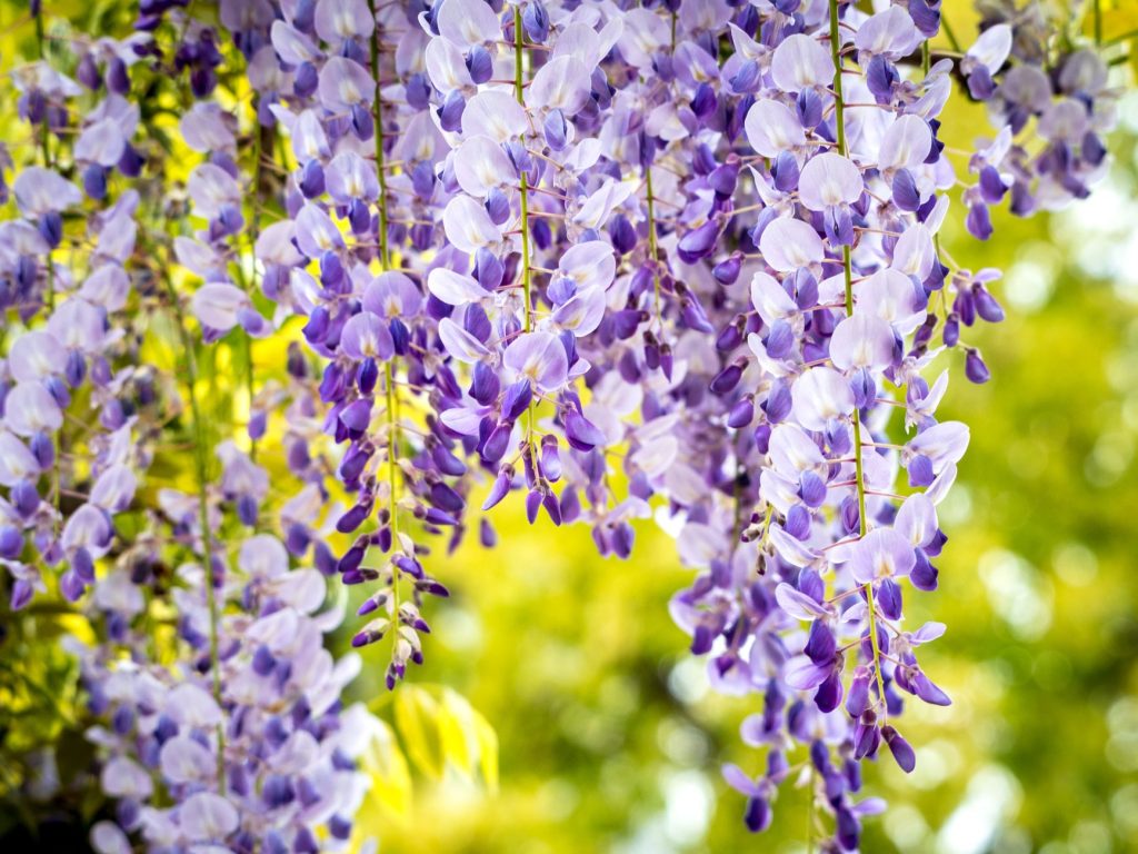 Glycine en fleur, la plante mortelle pour les démons et source du poison de Shinobu