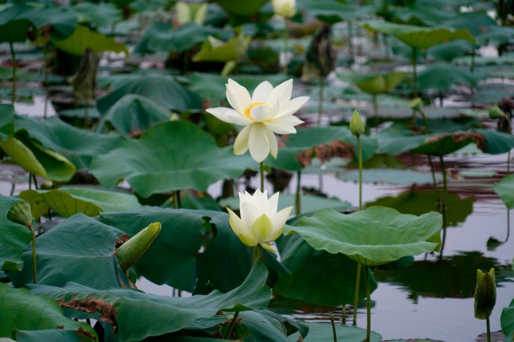 Fleur de lotus blanche sur l eau, motif emblematique de la Lune superieure 2