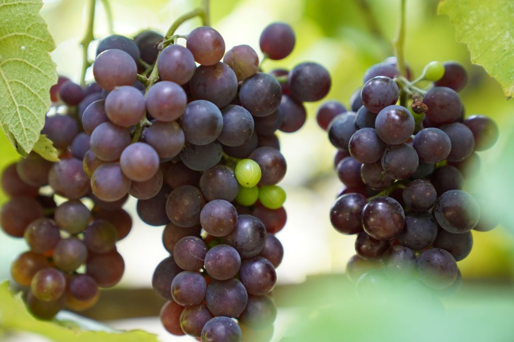 Grappe de raisin violet en gros plan, clin d'œil à l'Alter de Mineta